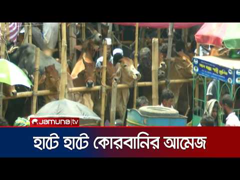 কুমিল্লায় কোরবানির হাটে উপচে পড়া ভিড়; লাভের আশায় বিক্রেতারা | Cumilla Hat | Jamuna TV thumbnail
