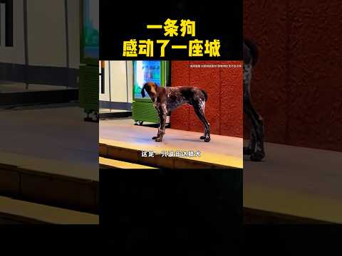 一条狗?，感动了一座城！ #感人壹幕 #搞笑 #影視解説 #movie #大熱門 #科普 #影视聚焦 #影视聚焦 #精彩影视 #film thumbnail