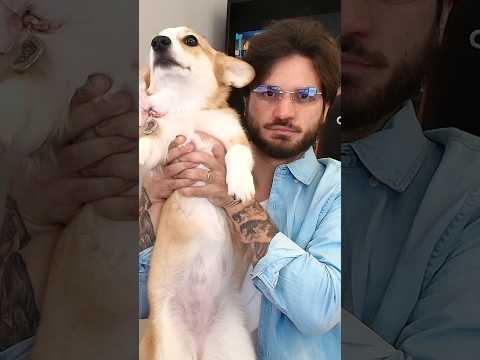 O NOVO CACHORRO DO JAZZGHOST! thumbnail