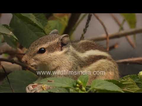 Indian Palm Squirrel foraging in Wilderness Orchard thumbnail