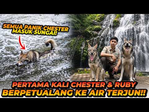 BAWA SERIGALA KE AIR TERJUN! ALSHAD PANIK CHESTER HANYUT DI SUNGAI?! thumbnail