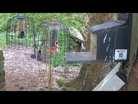 More Live Nature Live Stream thumbnail