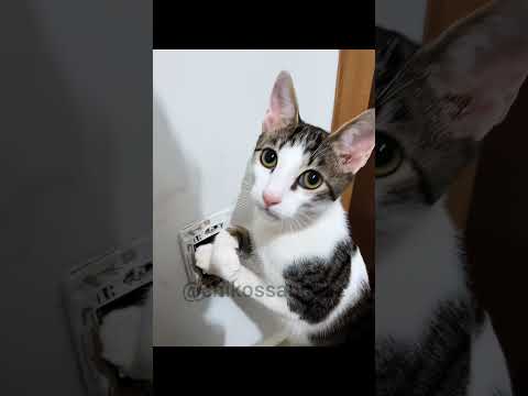 gatos 🐈 curiosos 😸🥰😶‍🌫️ #cat #viral #gatos #funnycats #pets thumbnail