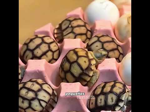 Un vínculo inquebrantable entre una niña y una tortuga marina thumbnail