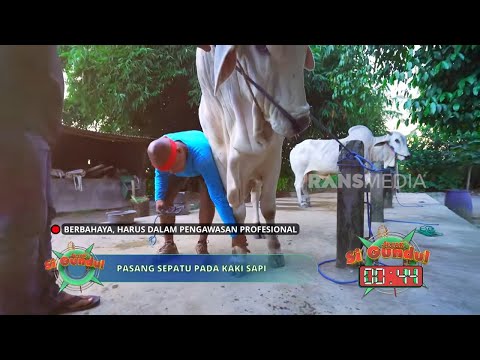 Tantangan Memasang Sepatu Sapi | JEJAK SI GUNDUL (28/05/26) P1 thumbnail