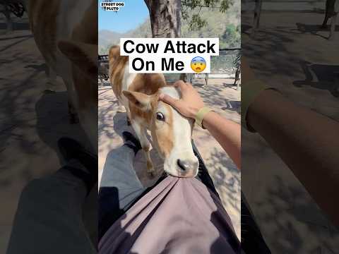 Cow Attack On Me ? But Why ? thumbnail