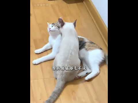 怎么会有暹罗猫这么可爱又热心肠的猫咪啊#猫猫 #可爱 #暹罗猫 #逻辑猫 #菲佣 #万万没想到 #离谱 thumbnail