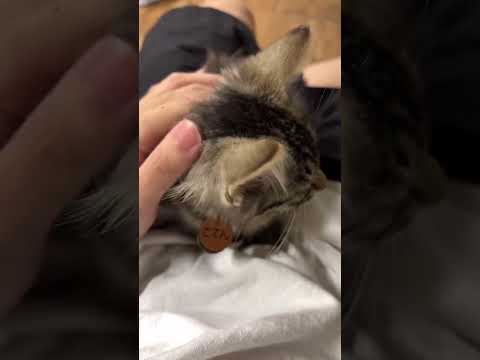 スマホに嫉妬する子猫 thumbnail