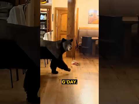 Bear in the House - Ozzy Man Quickies thumbnail