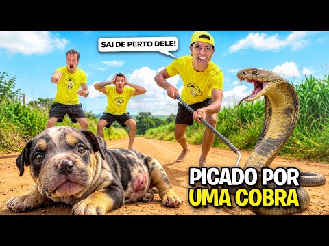 MEU CACHORRINHO FOI PICADO POR UMA COBRA *O Tropão está bem ? thumbnail