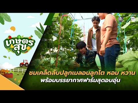 เกษตรสุข EP.19 | ชมเคล็ดลับปลูกเมลอนลูกโต หอม หวาน พร้อมบรรยากาศฟาร์มสุดอบอุ่น | 23 พ.ค.69 thumbnail