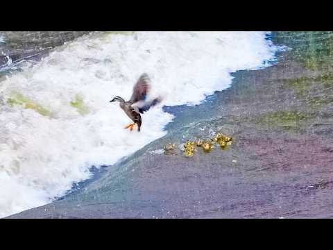 Duck Families and Wildlife Along a Rainy, Flooded River 🌧️🦆 thumbnail