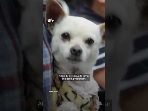 “Wellness” para mascotas: Detrás de la industria millonaria para perros y gatos thumbnail