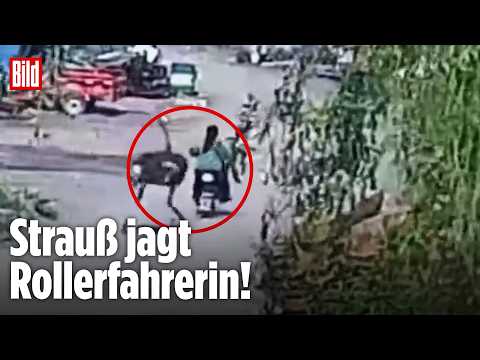 China: Strauß überholt Rollerfahrerin und stößt sie zu Boden! thumbnail