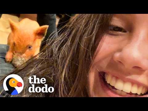 From Highway Rescue To Full-Time Baby Pig Bestie | The Dodo thumbnail