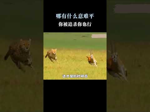哪有什么意难平，你被追杀你也行 #羚羊 #猎豹 #动物世界 thumbnail
