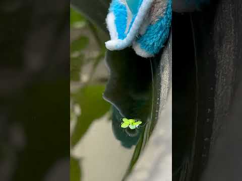 メダカ飼育にはタオルが必須です… thumbnail