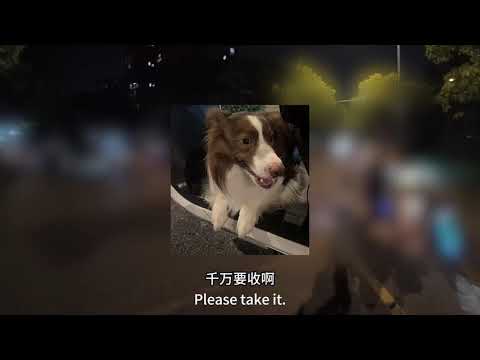 送餐途中偶遇一只与主人走散的狗，小哥对它摆摆手，狗狗却赖在车上不走了！ thumbnail