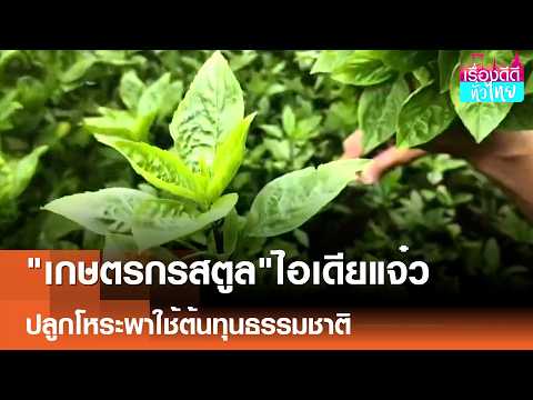 "เกษตรกรสตูล" ไอเดียแจ๋ว ใช้พื้นที่ว่างปลูกโหระพาน้ำแร่| เรื่องดีดีทั่วไทย | 17-5-69 thumbnail