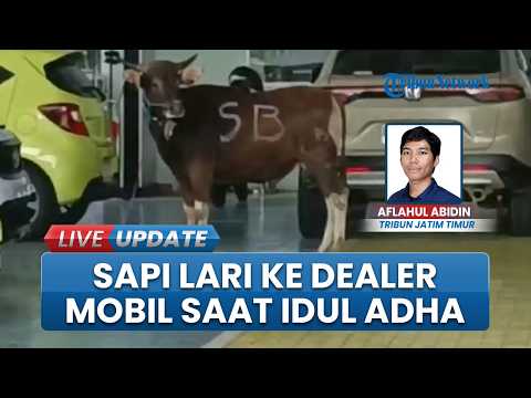 Sapi Lari ke Dealer Mobil saat Iduladha, Berakhir Disembelih di Halaman Dealer thumbnail