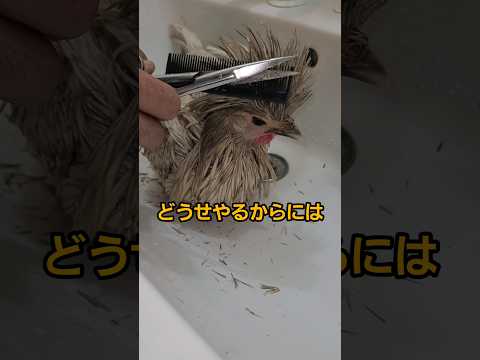 ニワトリが『つくね』になる瞬間 thumbnail