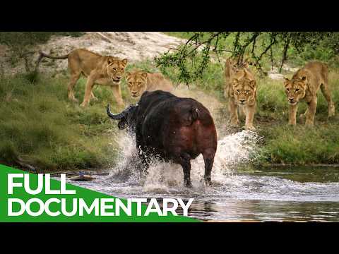 Africa’s Deadliest: Killers in Packs | Free Documentary Nature thumbnail