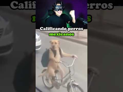 Perros mexicanos, cuál tienes tu? #mexico #perros #chihuahua #humor thumbnail