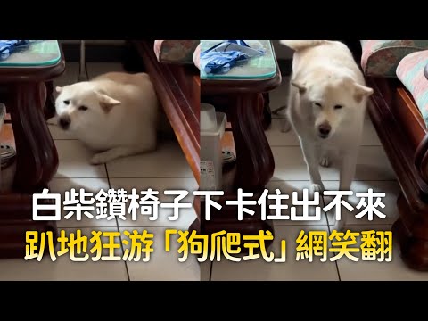 白柴鑽椅子下卡住出不來　趴地狂游「狗爬式」網笑翻｜#寵物雲 thumbnail