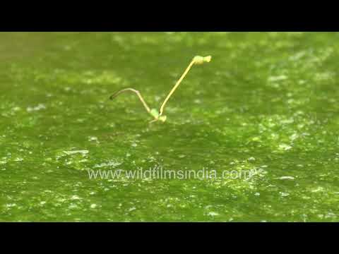 Mating damselflies on algae in Jabarkhet Mussoorie thumbnail