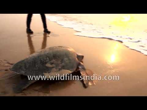 Olive Ridley Sea Turtle returning to ocean on Odisha shoreline thumbnail