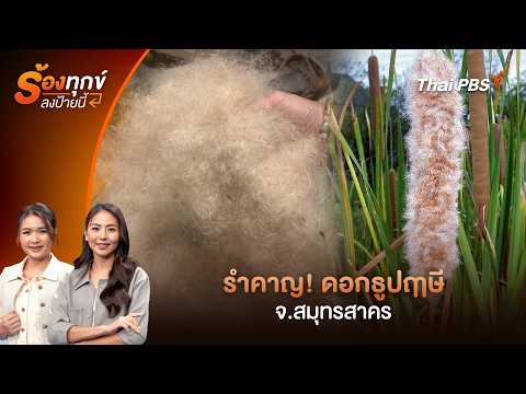 รำคาญ ! ดอกธูปฤาษี จ.สมุทรสาคร | ร้องทุก(ข์) ลงป้ายนี้ | 20 พ.ค. 69 thumbnail