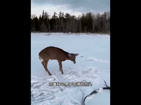 母鹿掉进刺骨的冰水里，男子不仅奋力解救，而且还帮它渡过难关！ #animals #动物救助 #主人 #pets #寵物友善日常 thumbnail