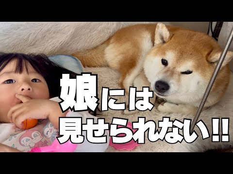 娘には真似させる訳にはいかない！！愛犬好き「こじれた」夫婦＆柴犬 thumbnail