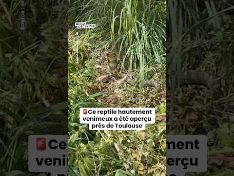 Ce reptile hautement venimeux a été aperçu près de Toulouse (Les actus du 16/05) thumbnail
