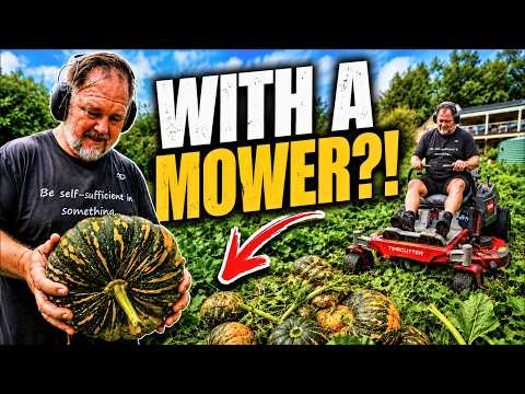 I Used a Mower to Harvest My Pumpkins thumbnail