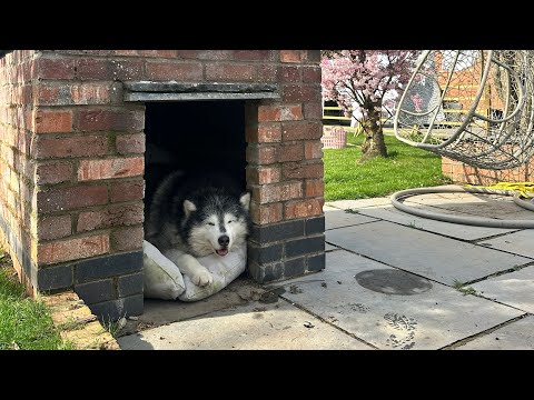 This Shouldn't Work But It Does! We Turned A Pizza Oven Into A Kennel thumbnail