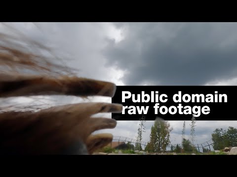 Grizzly bear GoPro selfie: raw unedited footage thumbnail