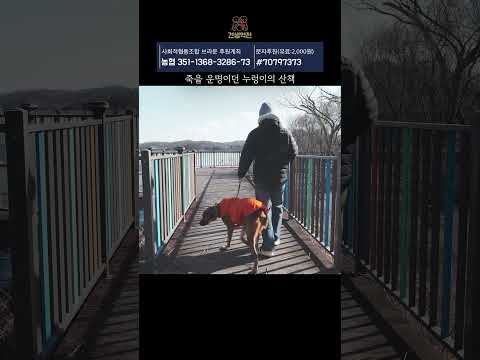 죽을 운명이던 누렁이의 산책 thumbnail