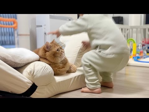 2歳の弟を見守る猫、まさかこの後モフられるとは思わず… thumbnail