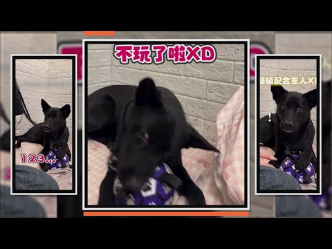 黑狗配合主人玩123木頭人　玩太多次氣到低吼抗議XD thumbnail