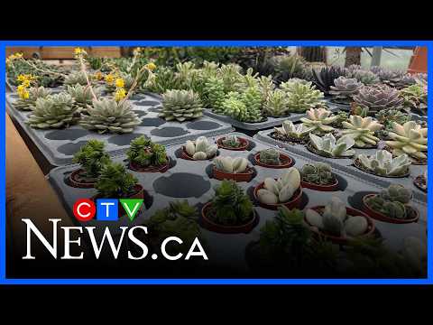 Quebec's growing illegal plant trade a cause for concern thumbnail