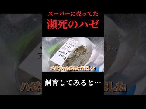 スーパーに売ってた瀕死のハゼを飼育する thumbnail