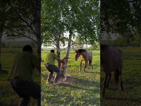 Спасли жеребенка #ранчонаурале #продажалошадей #аборигенная thumbnail