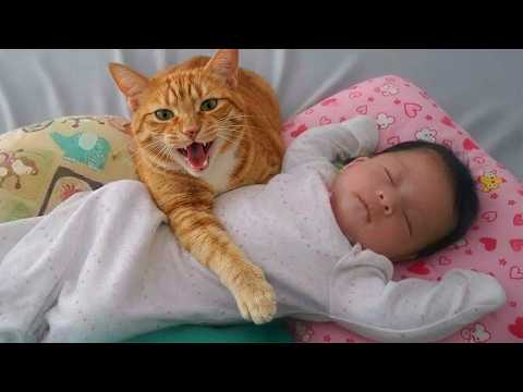 When Your Baby Is Raised by a Talking Cat… ❤️? thumbnail