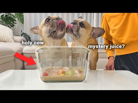 Dogs Try VIRAL Korean Fruit Bowl **HWACHAE For The First Time thumbnail