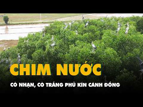 Video chim nước, cò nhạn, cò trắng phủ kín cánh đồng ở Quảng Trị sau mùa gặt thumbnail