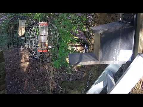 More Live Nature Live Stream thumbnail