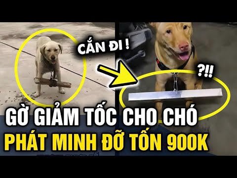 Đỉnh kout GỜ GIẢM TỐC cho chó khiến dân tình thi nhau áp dụng ĐỠ TỐN 900K chích ngừa | Tin 3 Phút thumbnail
