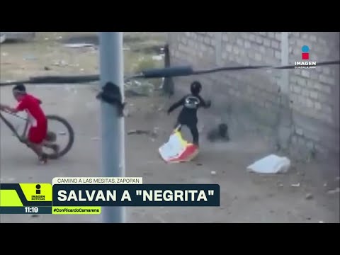 Niño rescata a perrita maltratada por otros niños en Zapopan | Noticias GDL con Ricardo Camarena thumbnail