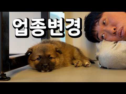 진짜 고양ㅇ..아니 개판 5분전 thumbnail